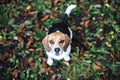 Tricolor beagle dog sitting on fallen leaves looking up