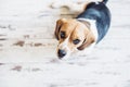 Tricolor beagle dog sitting and looking up into camera