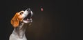 Tricolor Beagle dog waiting and catching a treat in studio, against dark background