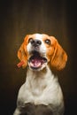 Tricolor Beagle dog waiting and catching a treat in studio, against dark background