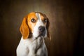 Tricolor Beagle dog waiting and catching a treat in studio, against dark background