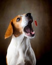 Tricolor Beagle dog waiting and catching a treat in studio, against dark background