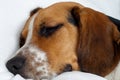 Tricolor beagle puppy sleeping