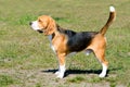 Beagle tricolor in profile.