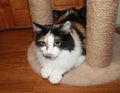 Tricolor beautiful cat sitting on the floor Royalty Free Stock Photo