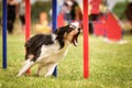 Tricolor border collie in agility slalom