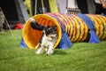 Tricolor border collie in agility tunel on Ratenice competition. It was competition only for large. Royalty Free Stock Photo