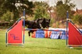 Tricolor border collie is jumping agility.