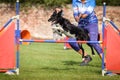 Tricolor border collie is jumping agility.