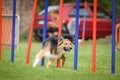 Tricolor Border collie is running slalom on agility competition Royalty Free Stock Photo