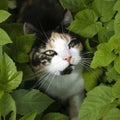 Tricolor cat hiding in the bush Royalty Free Stock Photo