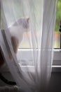 Tricolor calico cat Cat looking out the window with a white curtain on a sunny day Royalty Free Stock Photo