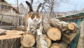 Tricolor cat on the background of a pile of firewood