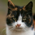 Tricolor cat closeup face portrait. Maneki neko
