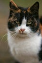 Tricolor cat closeup face portrait. Maneki neko kitty in the garden