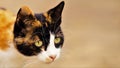 Tricolor cat closeup head portrait. Maneki neko kitty