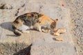 Tricolor cat eats bread on stone. Feeding a domestic cat