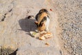 Tricolor cat eats bread on stone. Feeding a domestic cat Royalty Free Stock Photo