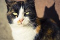 Tricolor cat face closeup in sunny outdoor. Close-up pet portrait Royalty Free Stock Photo