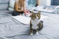 Tricolor cat with green eyes looking at camera with curious expression sitting in bed in front of mother changing her Royalty Free Stock Photo