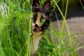 Tricolor cat hunts in the green grass. Homeless beast outdoors on a Sunny day. Kitty hides among the bushes