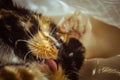 Tricolor cat licks herself on the windowsill. beige Curtains, white tulle, windows closed by roller shutters. closeup pet washes Royalty Free Stock Photo