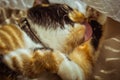 Tricolor cat licks herself on the windowsill. beige Curtains, white tulle, windows closed by roller shutters. closeup pet washes Royalty Free Stock Photo