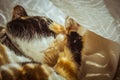Tricolor cat licks herself on the windowsill. beige Curtains, white tulle, windows closed by roller shutters. closeup pet washes Royalty Free Stock Photo