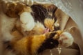 Tricolor cat licks herself on the windowsill. beige Curtains, white tulle, windows closed by roller shutters. closeup pet washes Royalty Free Stock Photo