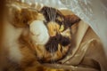 Tricolor cat licks herself on the windowsill. beige Curtains, white tulle, windows closed by roller shutters. closeup pet washes Royalty Free Stock Photo