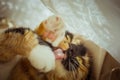 Tricolor cat licks herself on the windowsill. beige Curtains, white tulle, windows closed by roller shutters. closeup pet washes Royalty Free Stock Photo