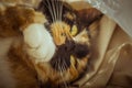 Tricolor cat licks herself on the windowsill. beige Curtains, white tulle, windows closed by roller shutters. closeup pet washes Royalty Free Stock Photo