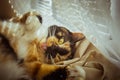 Tricolor cat licks herself on the windowsill. beige Curtains, white tulle, windows closed by roller shutters. closeup pet washes Royalty Free Stock Photo