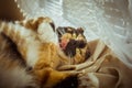 Tricolor cat licks herself on the windowsill. beige Curtains, white tulle, windows closed by roller shutters. closeup pet washes Royalty Free Stock Photo