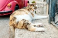 Tricolor cat looks green eyes lying on a concrete fence background red car Royalty Free Stock Photo