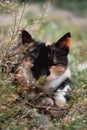 The tricolor cat is lying on the ground in nature Royalty Free Stock Photo