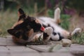 The tricolor cat is lying on the ground in nature Royalty Free Stock Photo