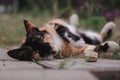 The tricolor cat is lying on the ground in nature Royalty Free Stock Photo