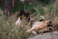 The tricolor cat is lying on the ground in nature Royalty Free Stock Photo