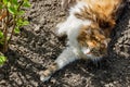 Tricolor cat lying on the ground in sunny day Royalty Free Stock Photo