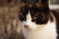 Tricolor cat portrait outdoor. Closeup face maneki neko