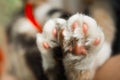 Tricolor cat`s paws closeup on blurred background. pads and claws macro