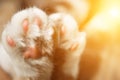 Tricolor cat`s paws closeup on blurred background. pads and claws macro