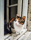 Tricolor cat siting on window and looking out the window and waiting. White wooden window is open