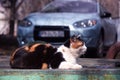 A tricolor cat sits on the background of a blue car. Mammal rests in the city Royalty Free Stock Photo