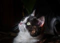 A tricolor cat sits near an alarm case and looks attentively to the side. Royalty Free Stock Photo