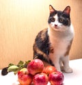 A tricolor cat sits next to freshly picked apples. Royalty Free Stock Photo