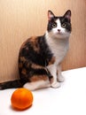 A tricolor cat sits next to a yellow tomato. Royalty Free Stock Photo