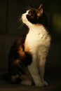 Tricolor cat sits outdoors in the dark shade of a tree Royalty Free Stock Photo