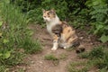 Tricolor cat sits on a path among green grass